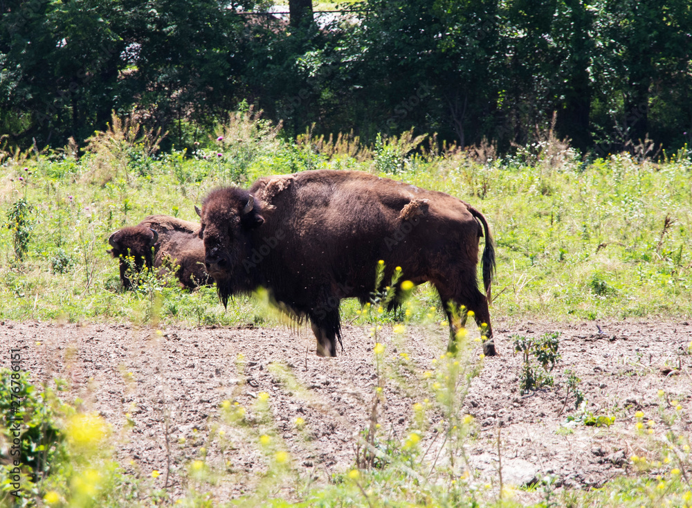 Powerful Bison