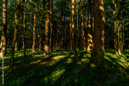 forest in autumn © dariuszmakovski