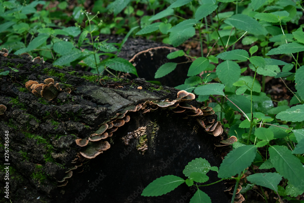 Obraz premium Fungus on a rotting log