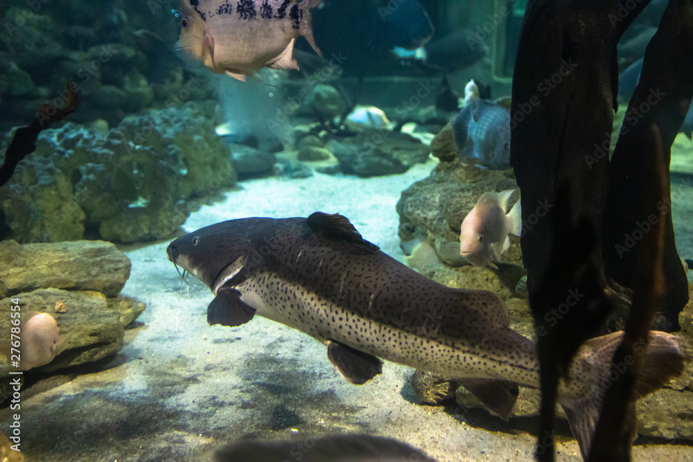 Fototapeta premium Exotic sea fishes in a aquarium
