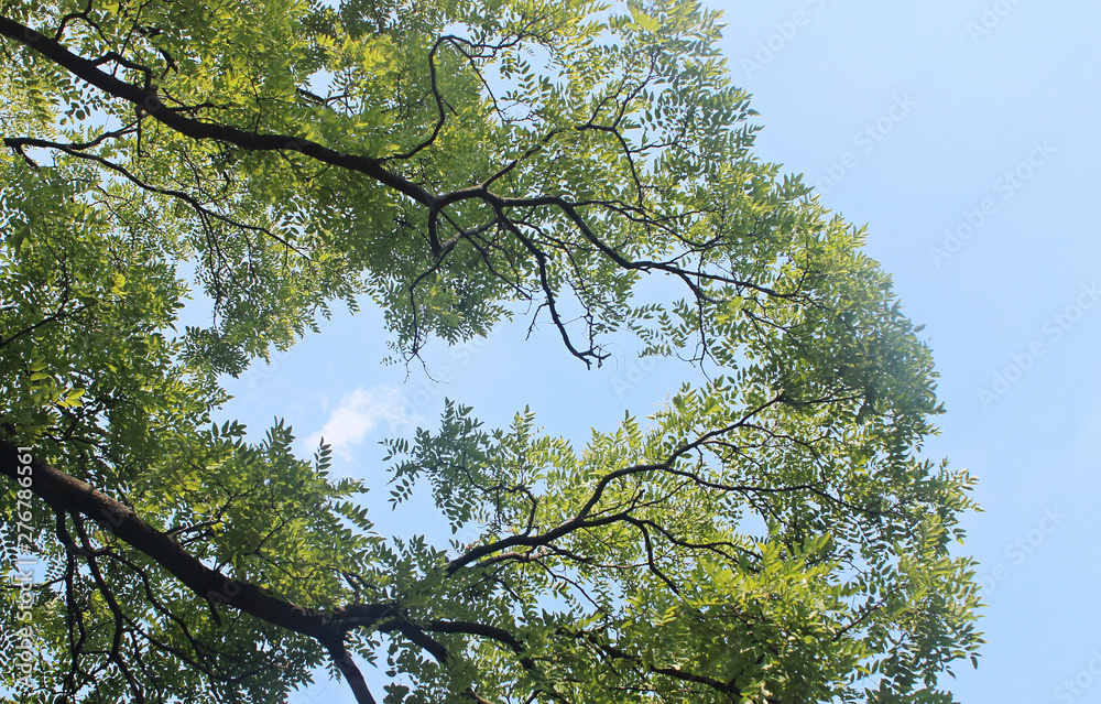 Obraz premium 나무가지 잎