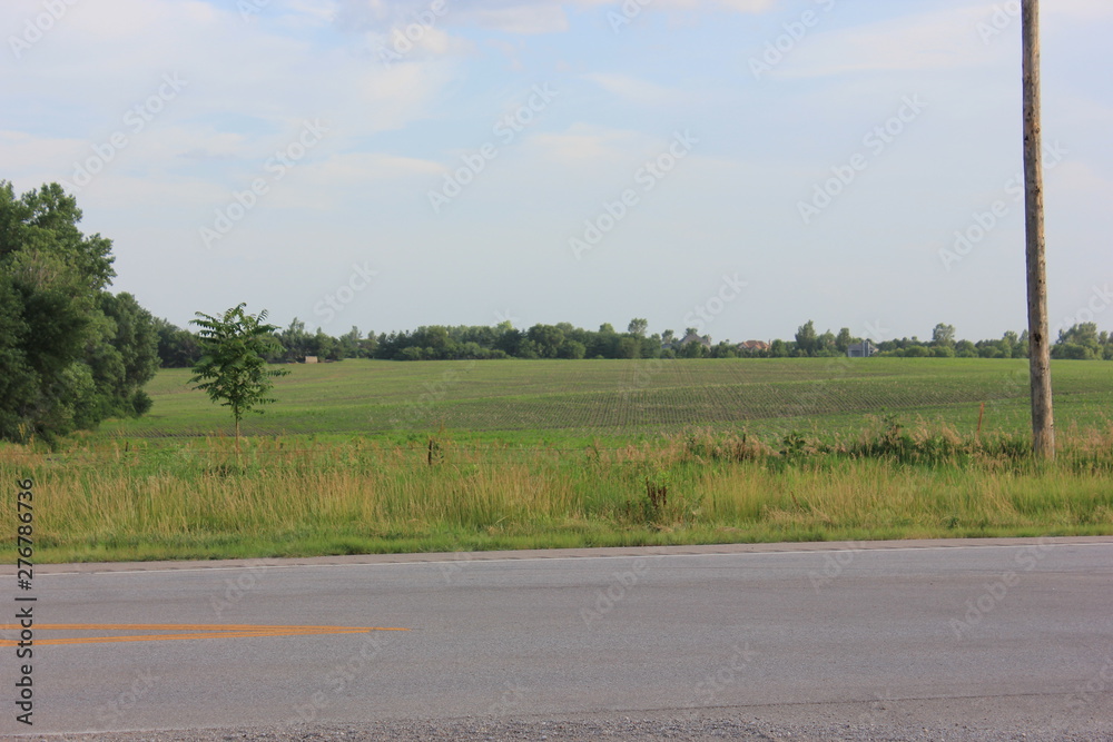 Fototapeta premium Soybean Fields