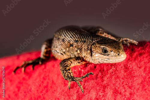 Brown lizard on red background 16
