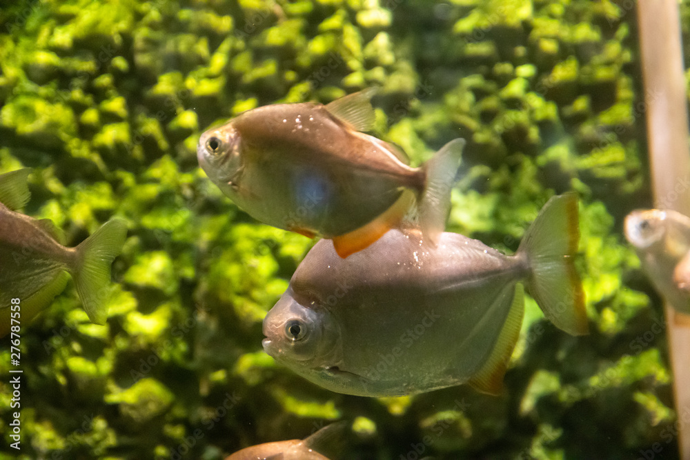 Obraz premium Exotic sea fishes in a aquarium