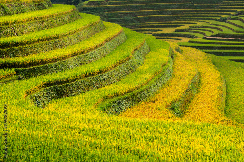 View Rice fields on terraced Vietnam at YenBai.Beautiful terraced rice field in harvest season in sunset in Mu Cang Chai
