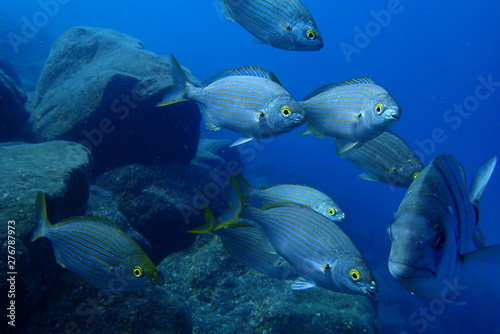 underwater photos of diving in the Atlantic Ocean next to the Canary Islands