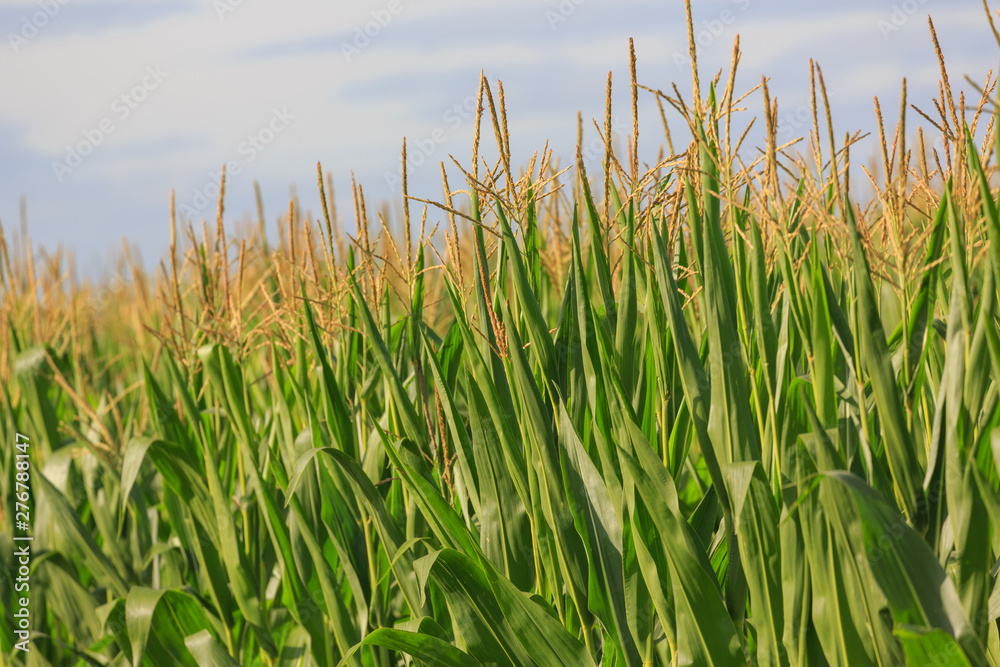 Fototapeta premium corn field