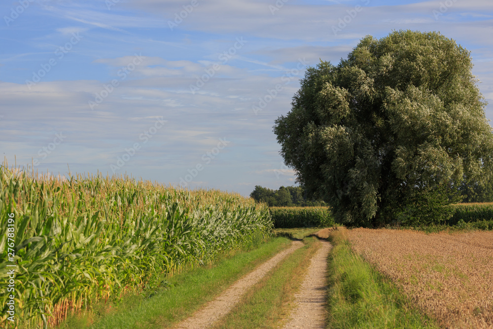Fototapeta premium Rural corn field view