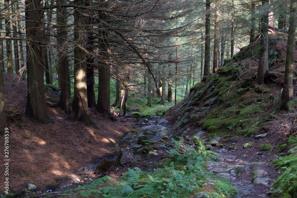 Fototapeta premium path in the forest
