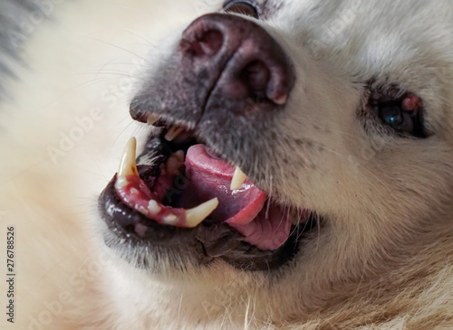 Inside the mouth of the white fur's dog, it wrapped the tongue