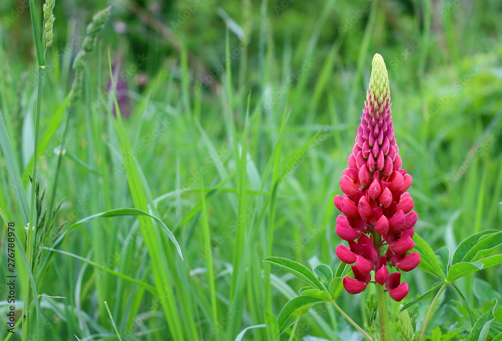 Spike of beautiful pink lupine flower on blur green background. Gentle spring background for card with copy space Spike of beautiful pink lupine flower on blur green background. Gentle spring background for card with copy space
