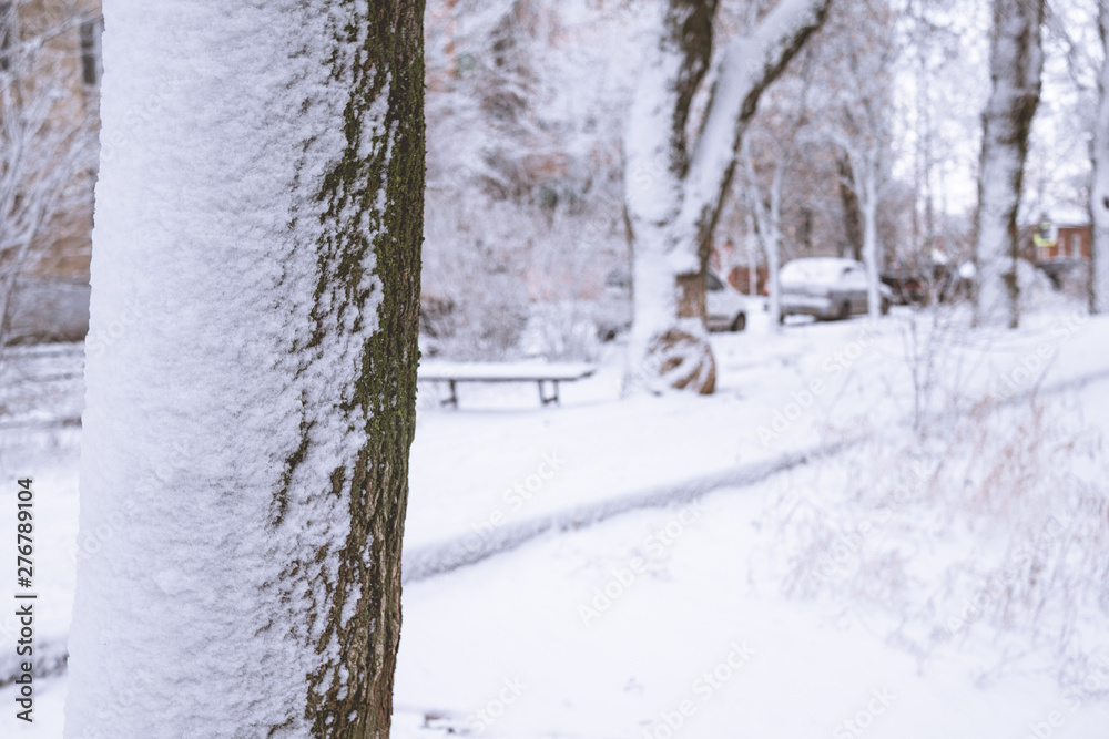 tree bark close up in the snow. tree trunks in snowy winter. snow tree in the park tree bark close up in the snow. tree trunks in snowy winter. snow tree in the park