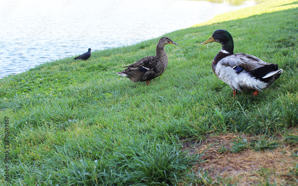 Ducks walk on the green grass near the lake Ducks walk on the green grass near the lake