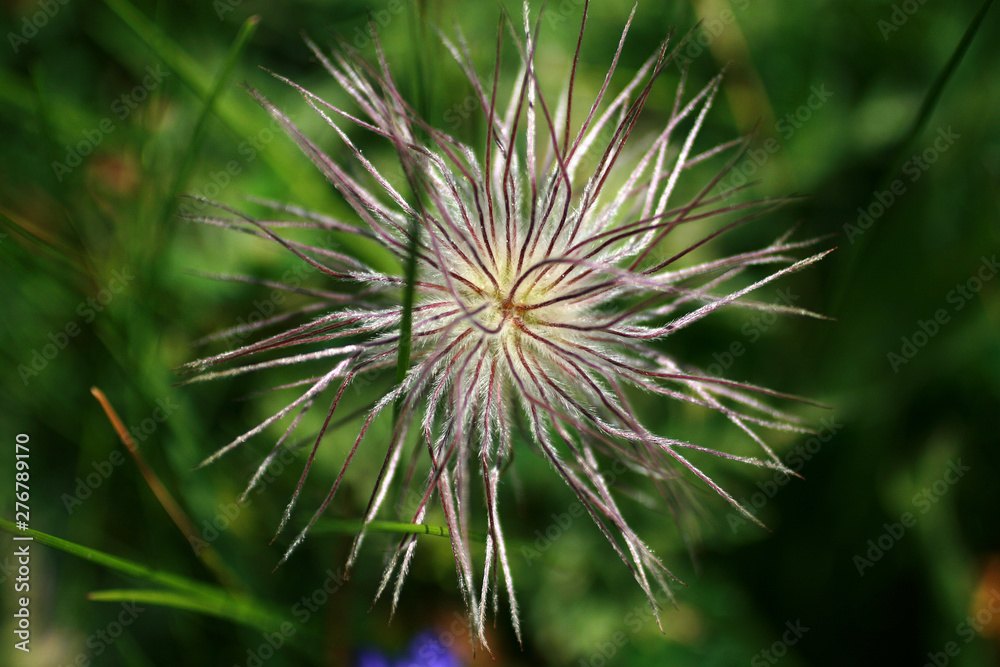 dandelion on green background