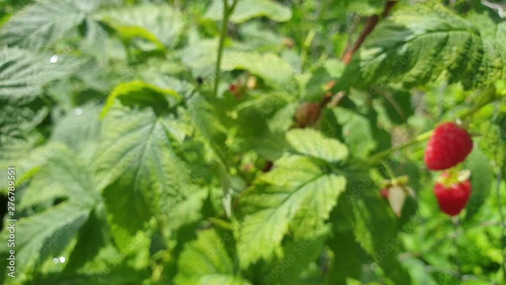 Raspberry bush Fresh raspberry berries on a bush. Raspberry bush Fresh raspberry berries on a bush.