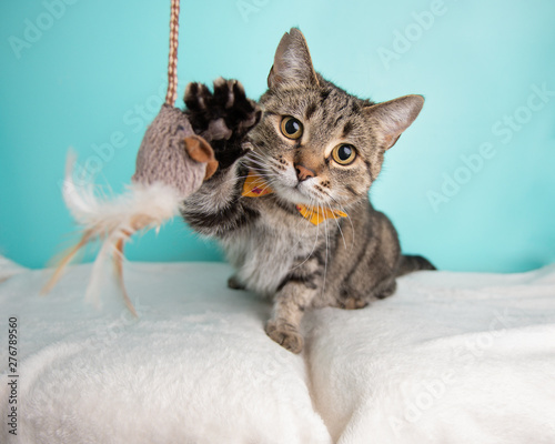 Fotografie, Obraz Cute young adult short hair rescue cat playing with a cat toy and wearing a bow