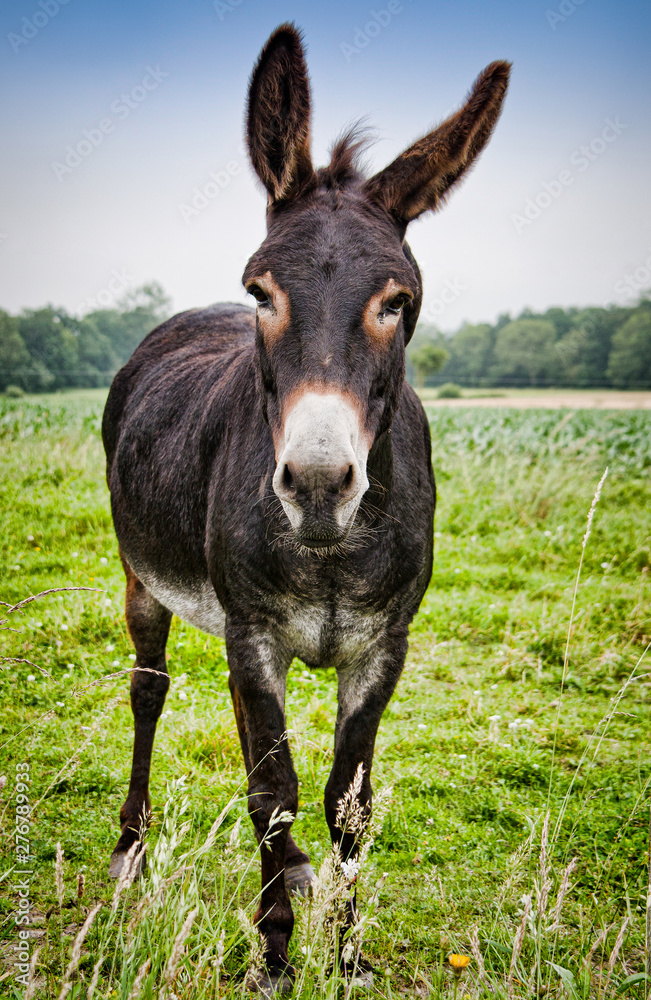 Brown donkey on meadow in France Brown donkey on meadow in France