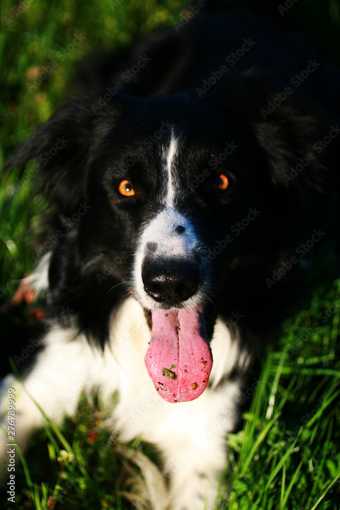 Fototapeta premium dog on grass
