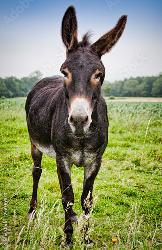 Brown donkey on meadow in France