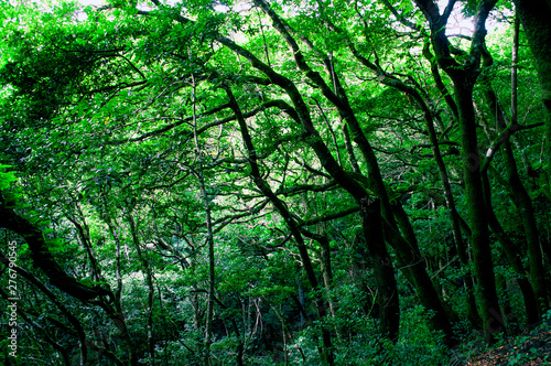 Beautiful deep and dense forest in Anaga rural park in Tenerife