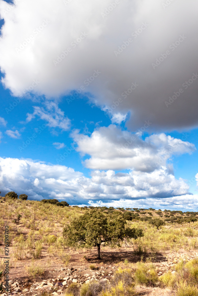 FIELD LANDSCAPE WITH TREE AND WHITE CLOUDS ON BLUE SKY IN THE WEST OF SPAIN FIELD LANDSCAPE WITH TREE AND WHITE CLOUDS ON BLUE SKY IN THE WEST OF SPAIN