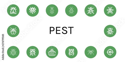 Set of pest icons such as Moth, Mosquito, Stonefly, Cockroach, Beetle, Bed bug, Sap beetle, Mosquito repellent, Spider, Anti bug, Fly, Weevil , pest photo