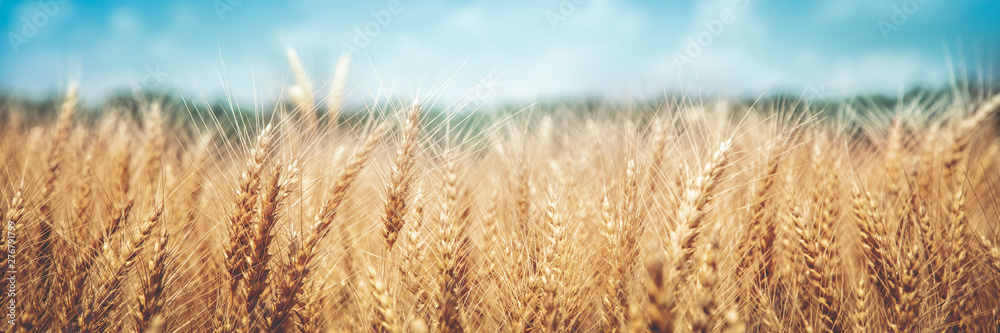 Fototapeta Banner Of Ripe Golden Wheat With Vintage Effect, Clouds And Blue Sky - Harvest Time Concept