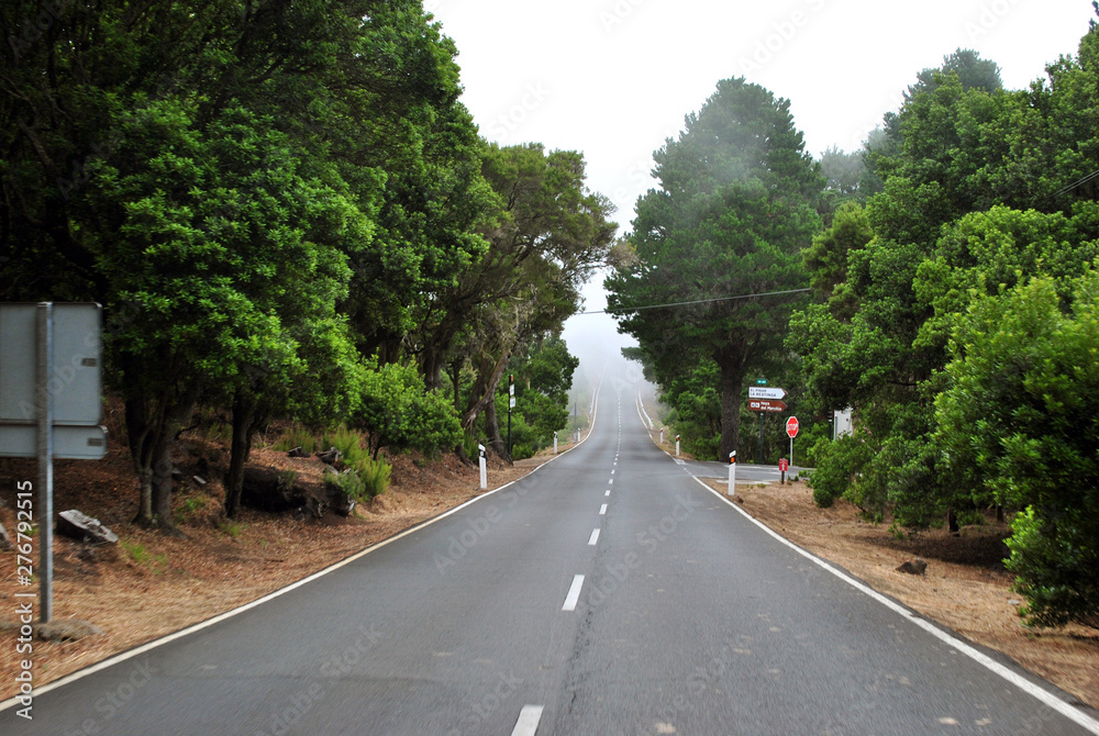 road in forest