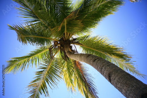 Palm photo