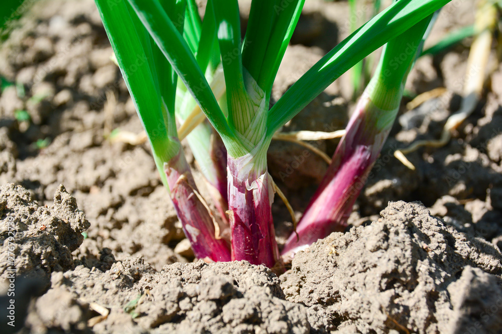 close-up of growing onion plantation in the vegetable garden. Lush bunches of green onions growing in the garden close-up. Organic growing onions. Close up of organic onions growing in the ground. close-up of growing onion plantation in the vegetable garden. Lush bunches of green onions growing in the garden close-up. Organic growing onions. Close up of organic onions growing in the ground.