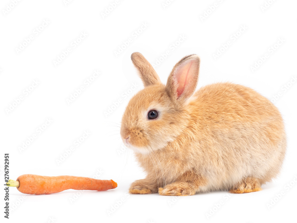 Obraz premium Red-brown cute baby rabbit eating baby carrots. Lovely action of young rabbit on white background.