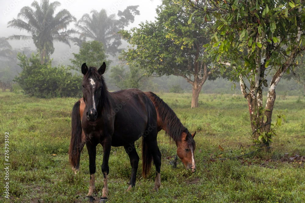 Horse in fog at jungles farm in South America Horse in fog at jungles farm in South America