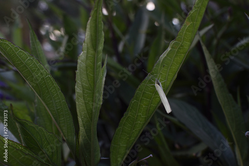 White butterfly