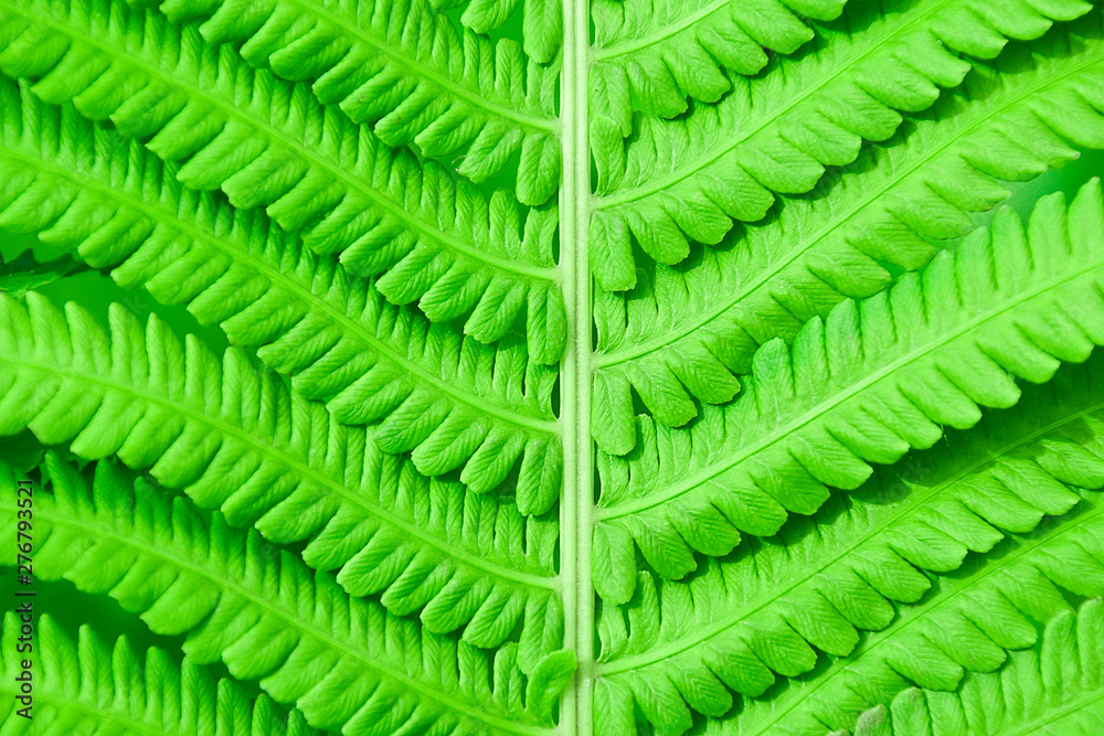 Fern leaf close-up background. Natural background. Detail of a fern leaf in close up. Detail of a single fern leaf in close up. Fern leaf close-up background. Natural background. Detail of a fern leaf in close up. Detail of a single fern leaf in close up.