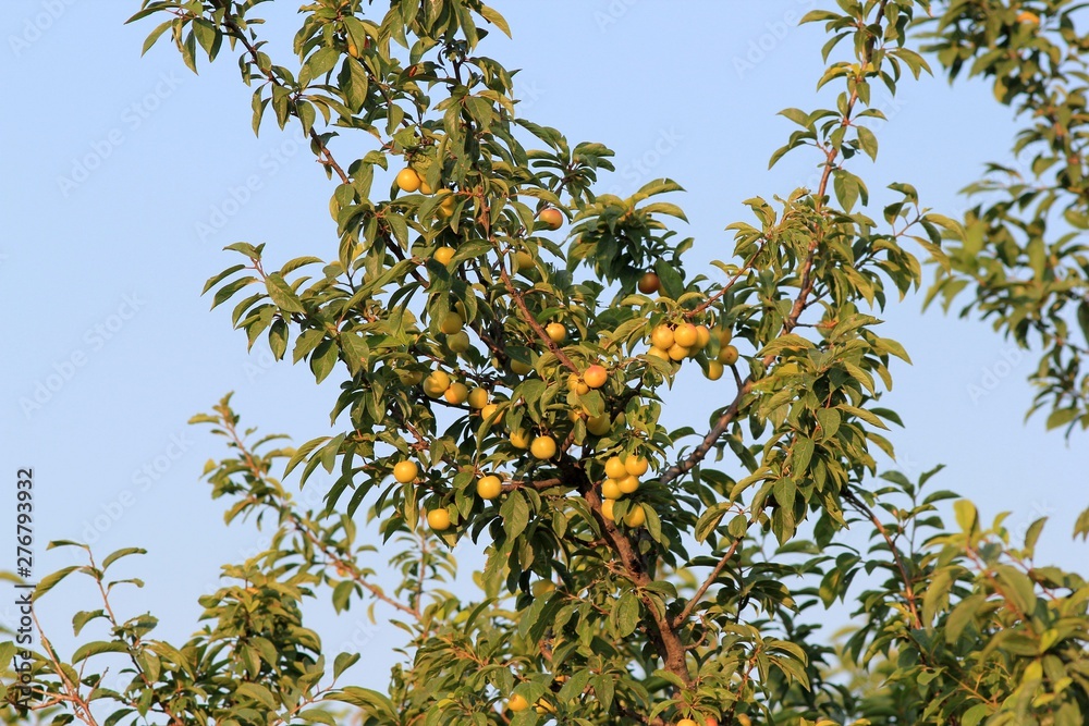 Ripening plum fruit in the garden