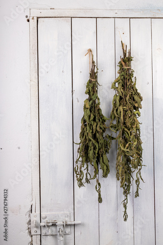 Dried nettle hung on the door of the pantry. Dry leaves of nettles bound in a bunch.