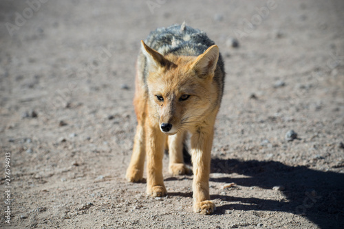 Wild Andean fox in desert Altiplano - Bolivia. photo