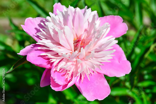 Pink Peony in the garden. Bokeh Pink Peony in the garden with green blurred background. One big pink peony flower close-up on open nature background, blurred.