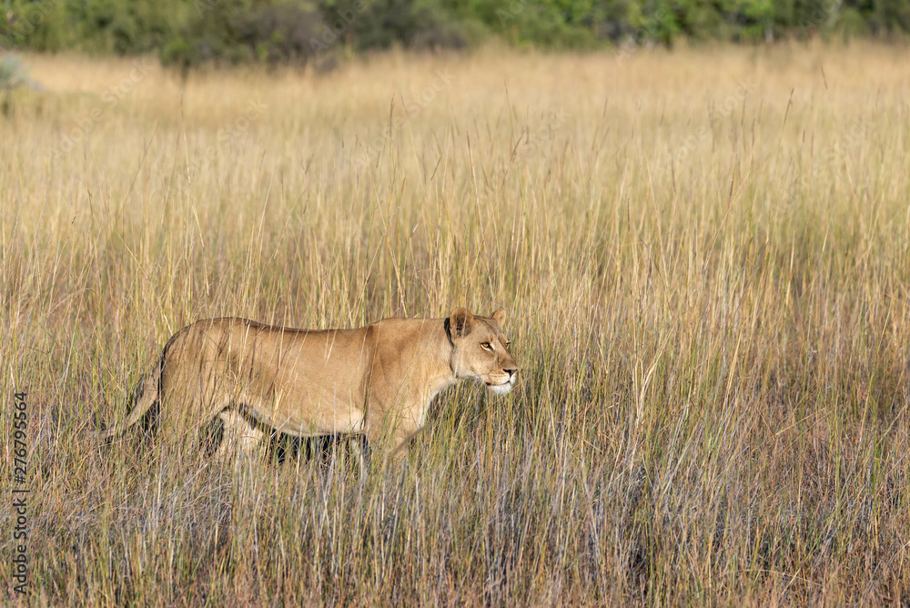 a female lion walking through the Moremi Game Reserve and enjoying the sunrise a female lion walking through the Moremi Game Reserve and enjoying the sunrise