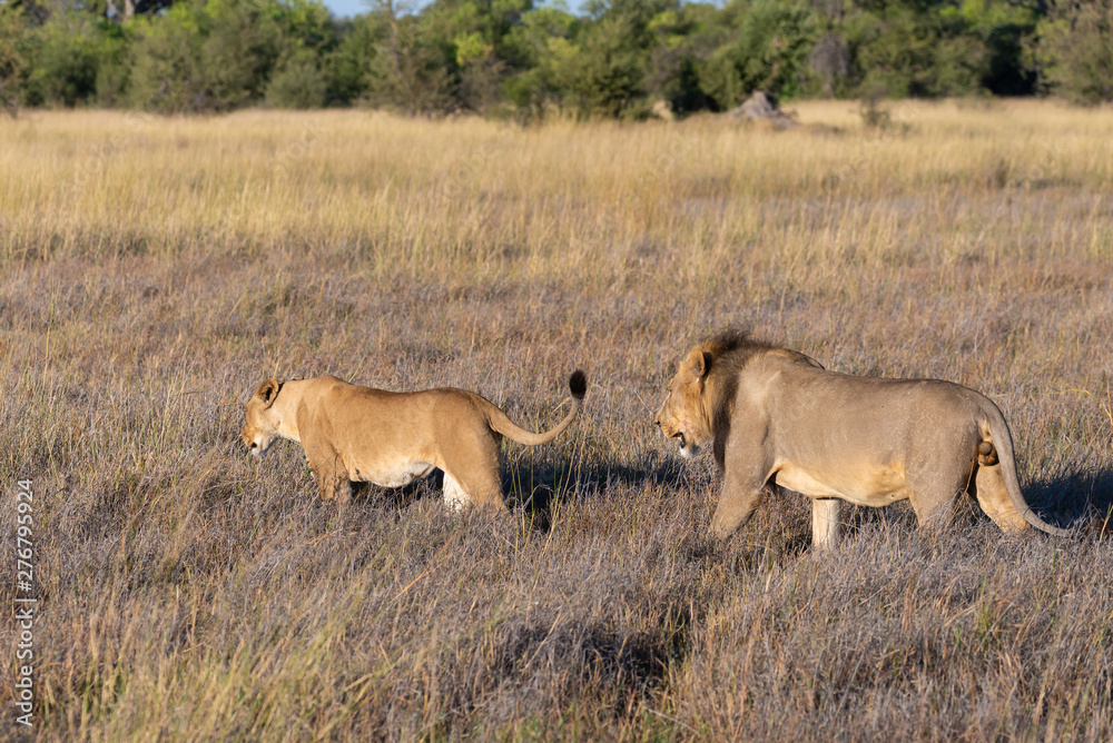 a couple of a male and a female lion walking through the Moremi Game Reserve and enjoying the sunrise a couple of a male and a female lion walking through the Moremi Game Reserve and enjoying the sunrise