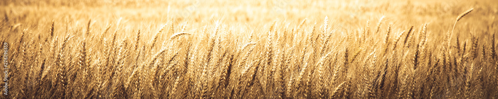Natural Background Banner Of Ripe Golden Wheat - Harvest Time Concept - obrazy, fototapety, plakaty 