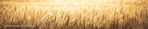 Natural Background Banner Of Ripe Golden Wheat - Harvest Time Concept