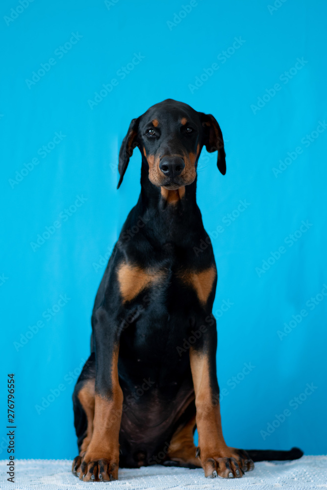 Doberman posing in a puppy Doberman posing in a puppy