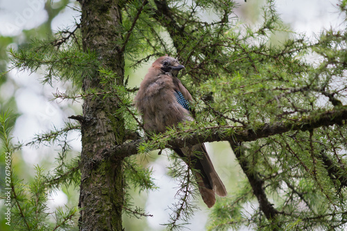 Jay is sitting on a branch in the forest. Birds photo