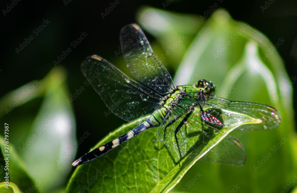 Dragonfly in the Garden Dragonfly in the Garden