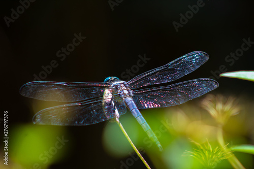 Dragonfly in the Garden