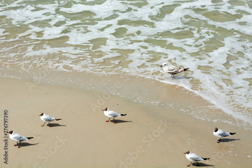 Seagulls portrait against sea shore. Close up view of white bird seagulls by the beach.