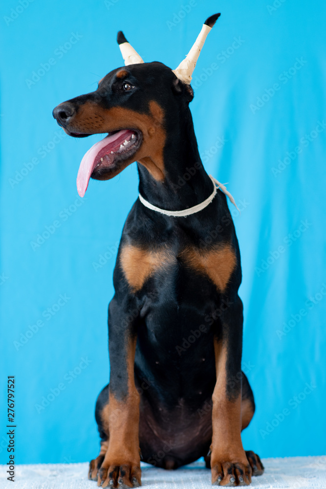 Doberman posing in a puppy Doberman posing in a puppy