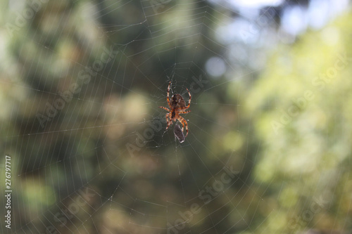 Spider in web 