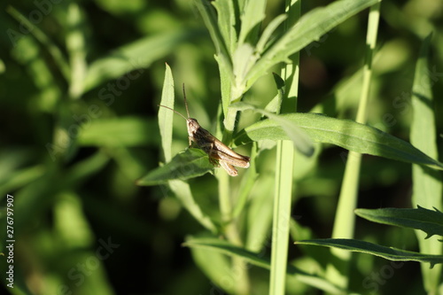 Brown grasshopper in the meadow. Summer, grasd, dey, locust, nature
